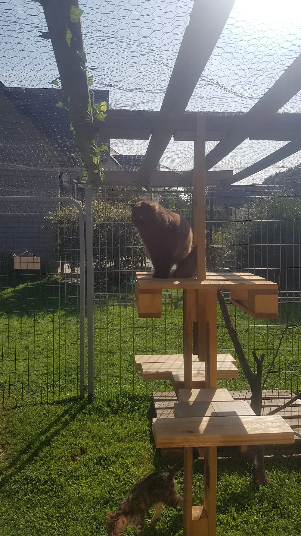 La compagnie des ronrons Pension féline en Normandie (Eure 27) comportementaliste félin - Conflans-Sainte-Honorine pet otel görseli 2