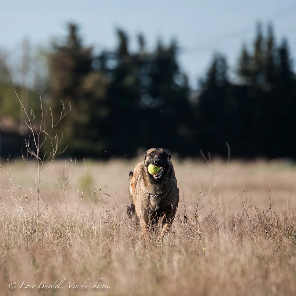 La Ferme de Laur' et Nico - Pension canine - Conflans-Sainte-Honorine pet otel