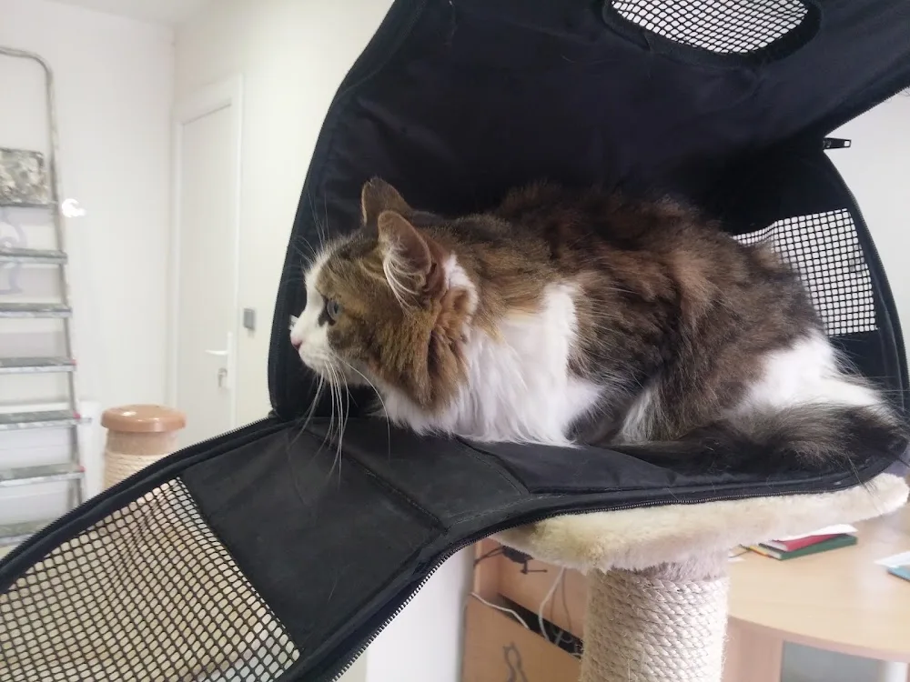 La Grange Aux Chats - Conflans-Sainte-Honorine pet otel