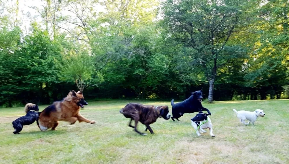 Le Domaine de Fides - Pension familiale pour chien 78 - Conflans-Sainte-Honorine pet otel görseli 2