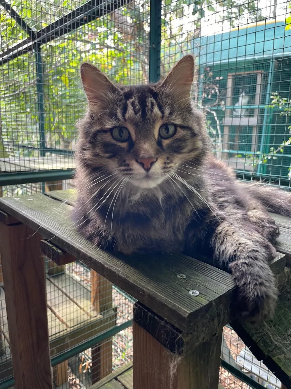 Les chats de la Bergerie - Conflans-Sainte-Honorine pet otel görseli 2
