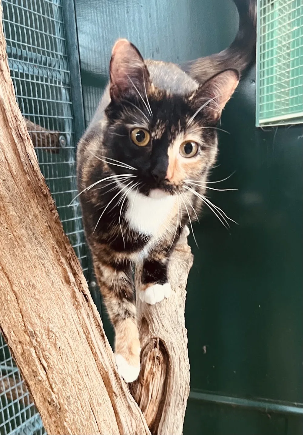 Les chats de la Bergerie - Conflans-Sainte-Honorine pet otel görseli 3