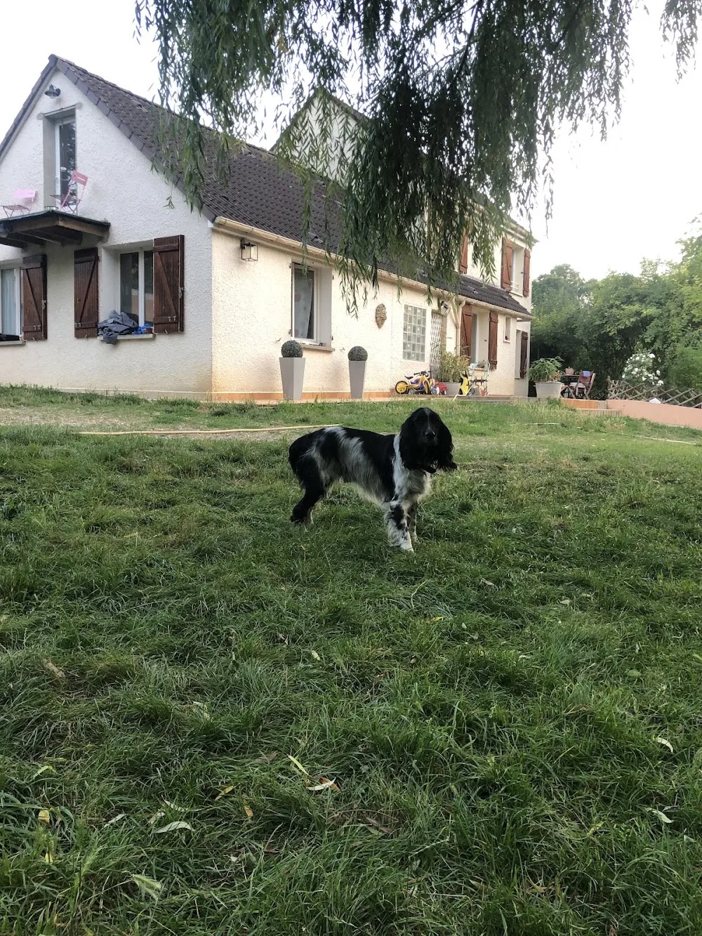 Papatacademy - Conflans-Sainte-Honorine pet otel görseli 3