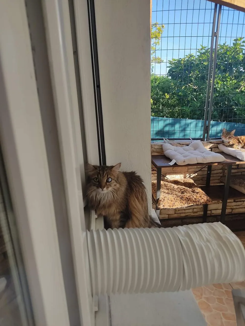 Pension familiale sans box pour chien et chat lanounoudespatounes - Conflans-Sainte-Honorine pet otel görseli 3