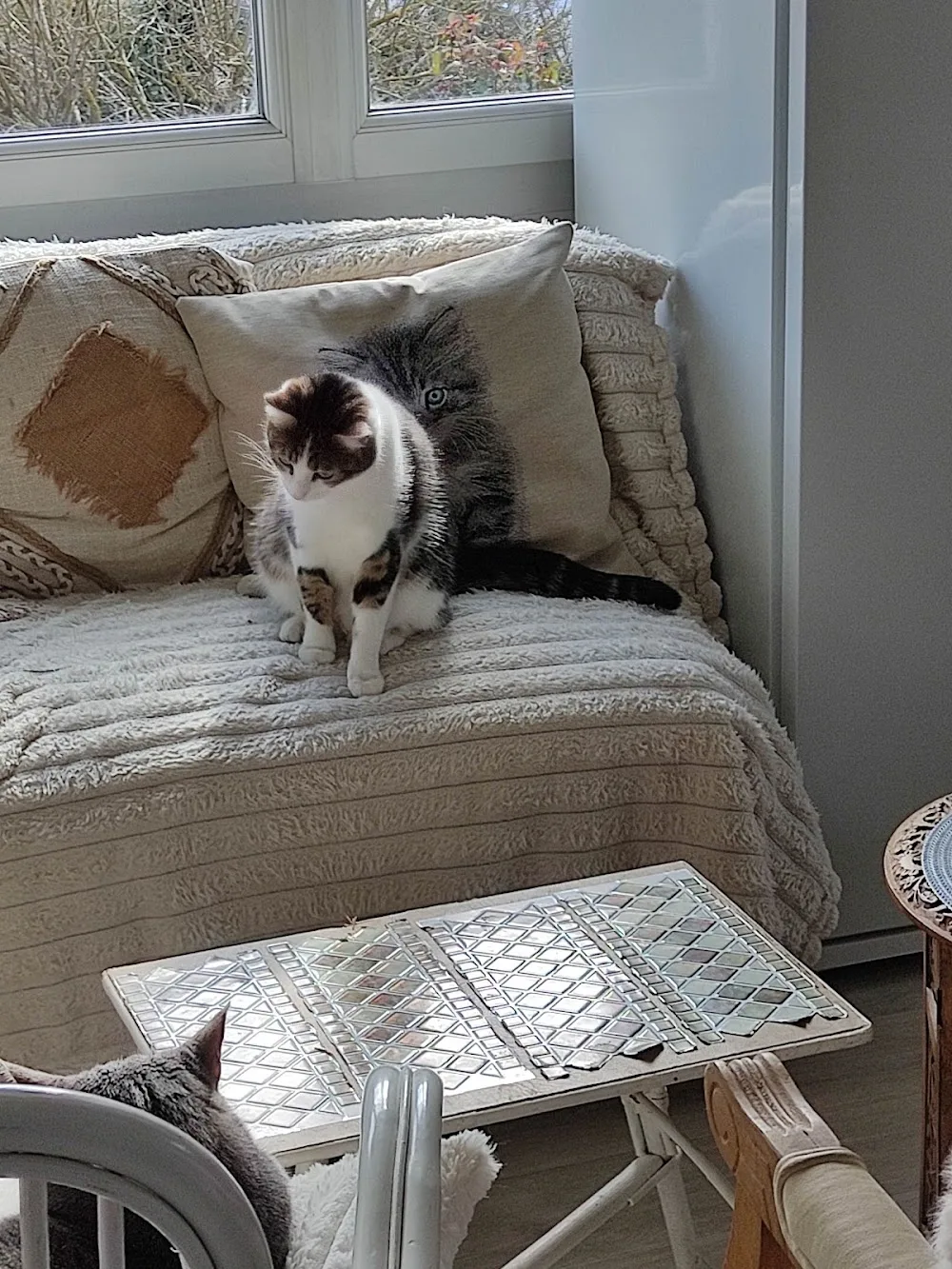 Pension familiale sans box pour chien et chat lanounoudespatounes - Conflans-Sainte-Honorine pet otel görseli 6
