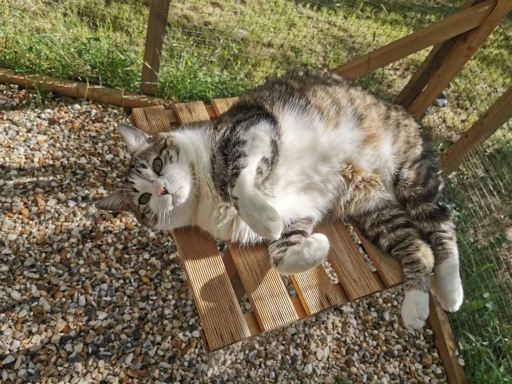 Pet's Home, Pension pour Chats - Conflans-Sainte-Honorine pet otel görseli 3