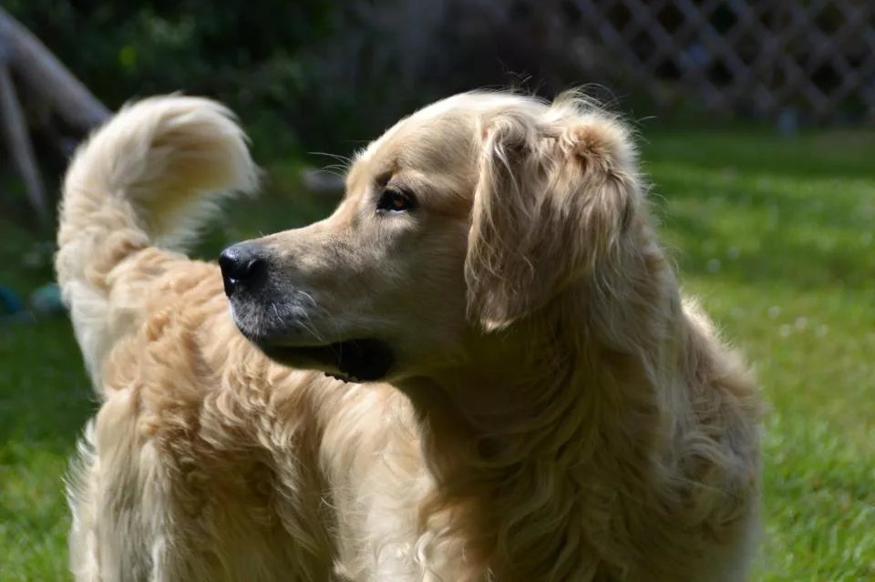 Soluce Animo ( pension pour chats, visites à domicile, promenades canines) - Conflans-Sainte-Honorine pet otel görseli 3