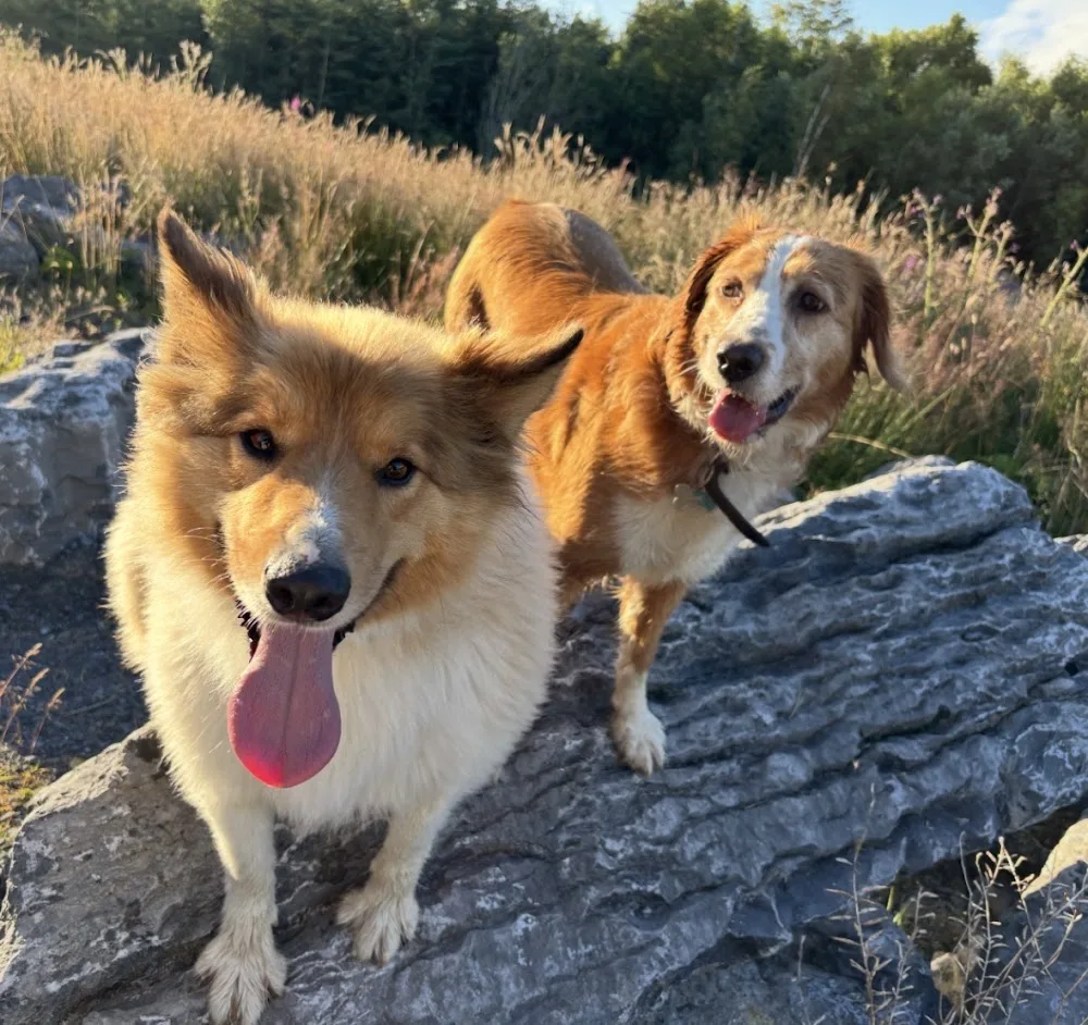 Ballyargadaun Boarding Kennels - Connacht pet otel