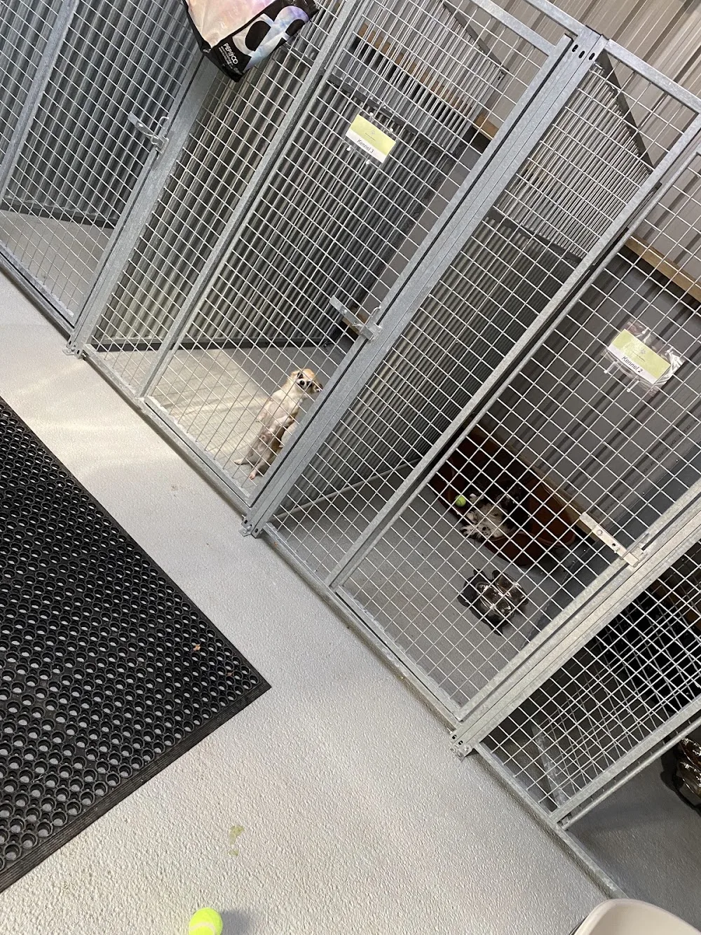 Bonnies buddies boarding kennels - Connacht pet otel