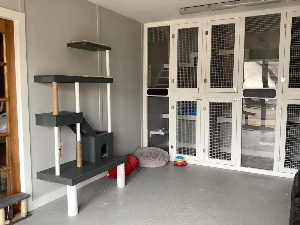 CJs Cattery - Connacht pet otel görseli 10