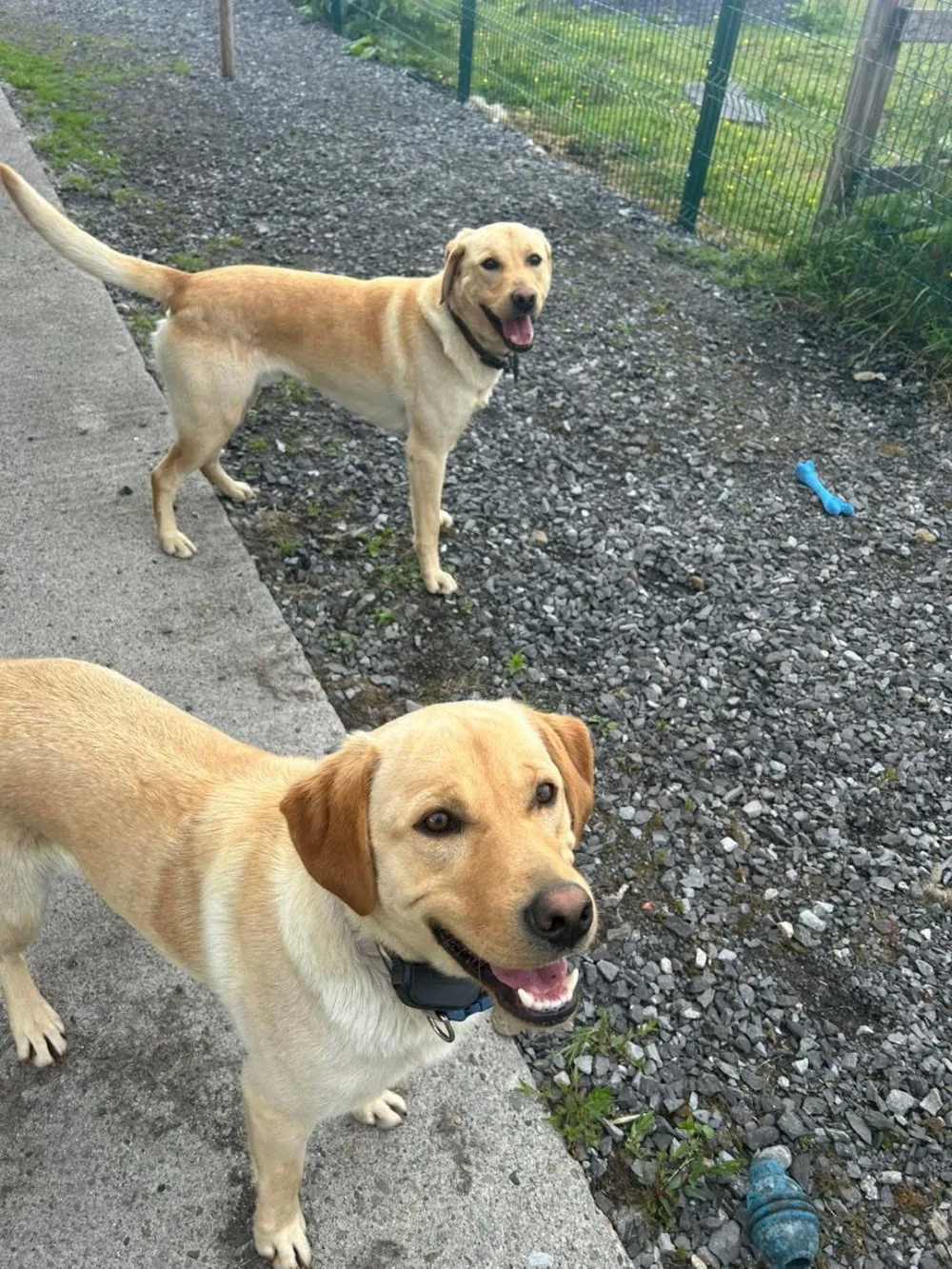Cloonfane Boarding Kennels - Connacht pet otel görseli 2