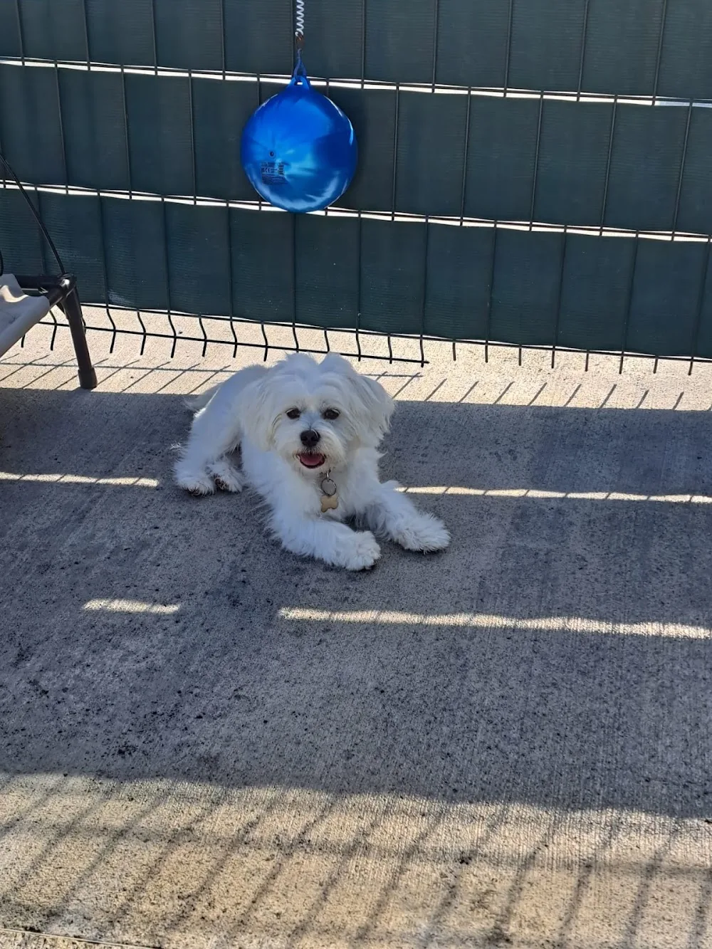 Debbie Doo's Dog Boarding and Salon - Connacht pet otel görseli 2