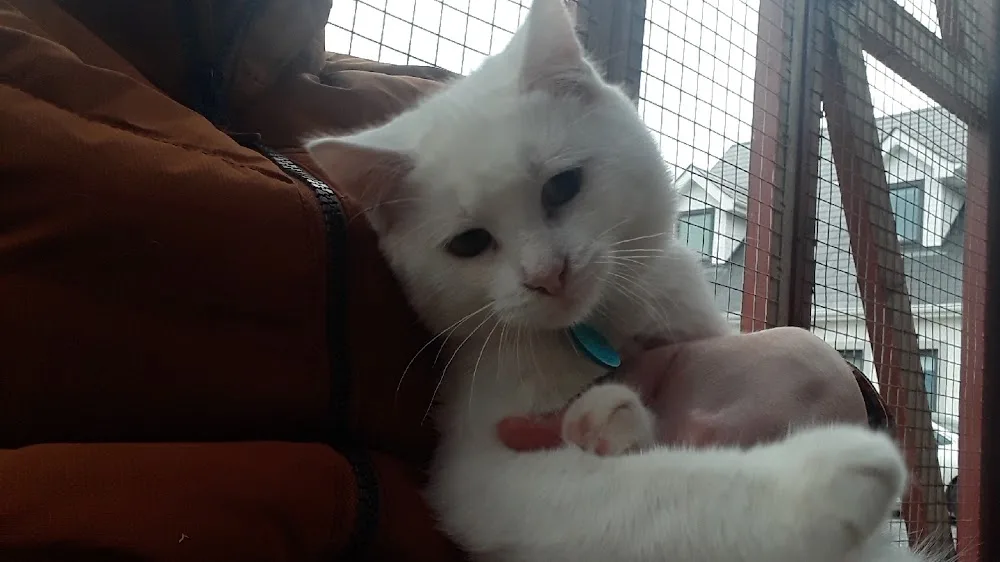 Emmadale Cattery and Small Pet Boarding - Connacht pet otel görseli 6
