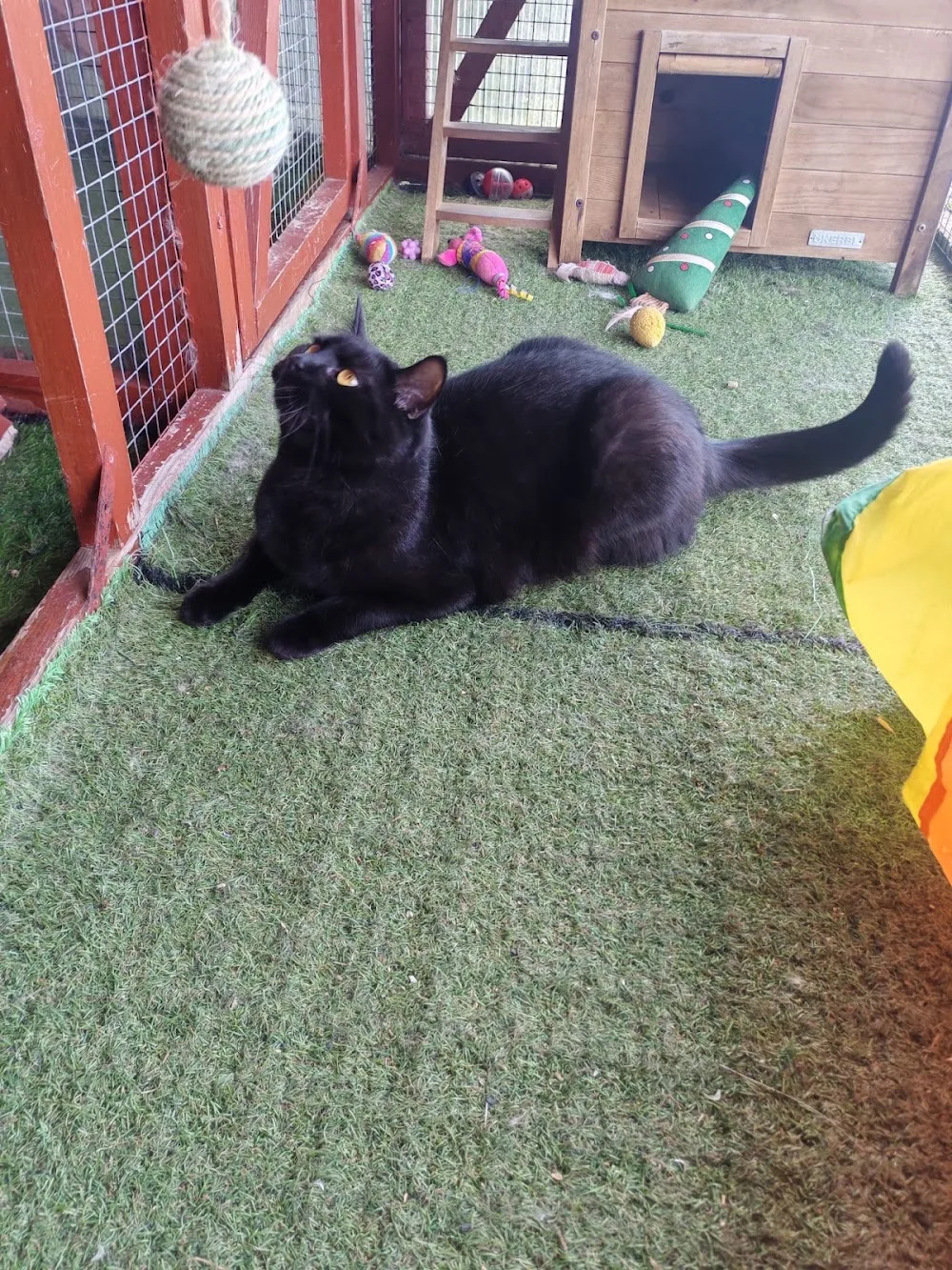 Emmadale Cattery and Small Pet Boarding - Connacht pet otel görseli 7