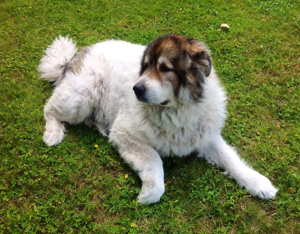 Galway Kennels - Connacht pet otel görseli 7