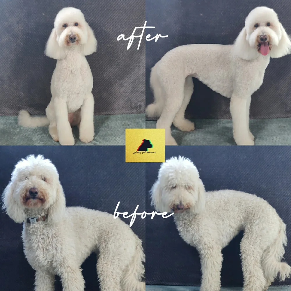 Galway Pet Services Dog Kennels and Dog Grooming - Connacht pet otel görseli 2