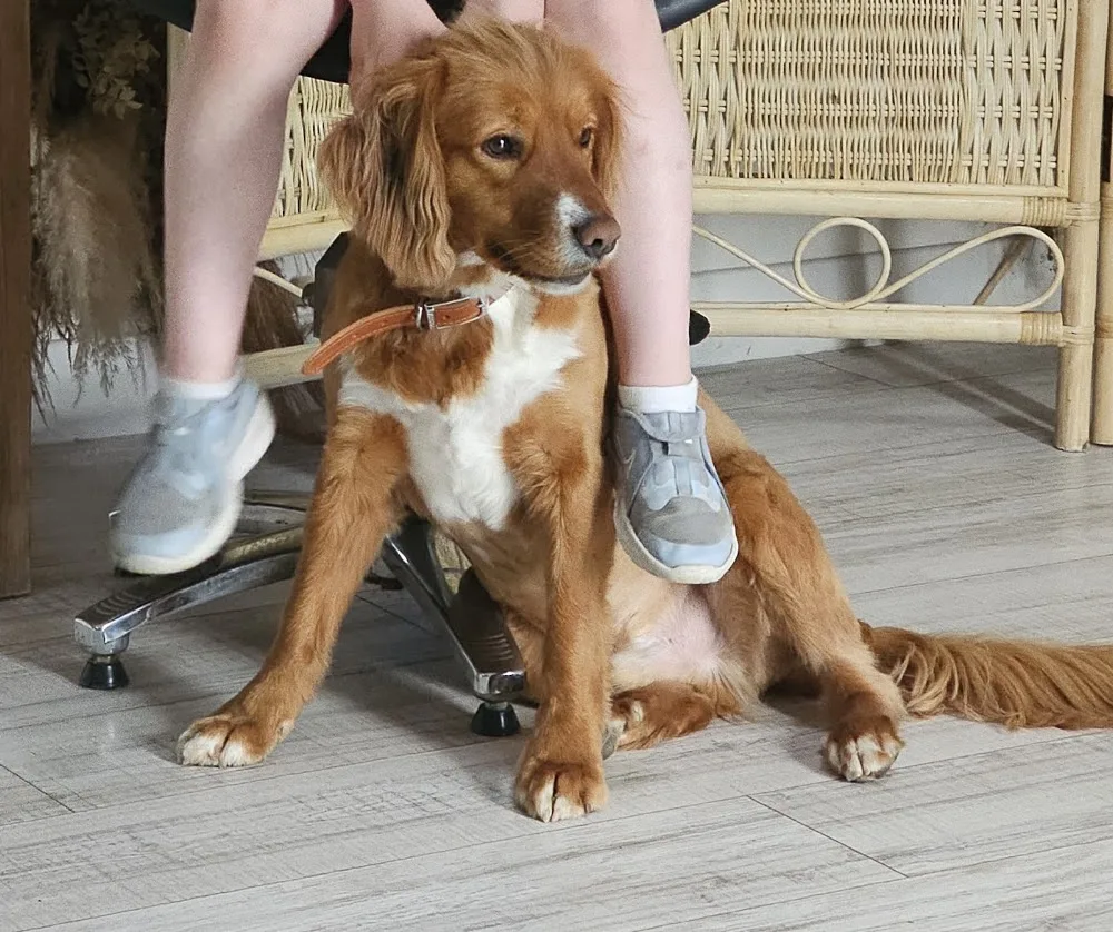 Galway Pet Services Dog Kennels and Dog Grooming - Connacht pet otel görseli 7
