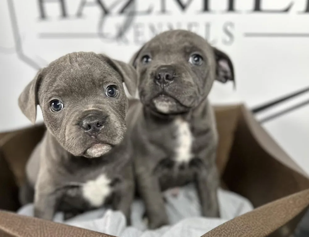 Hazmieh kennels - Connacht pet otel görseli 4