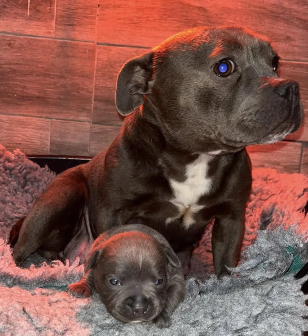 Hazmieh kennels - Connacht pet otel görseli 5