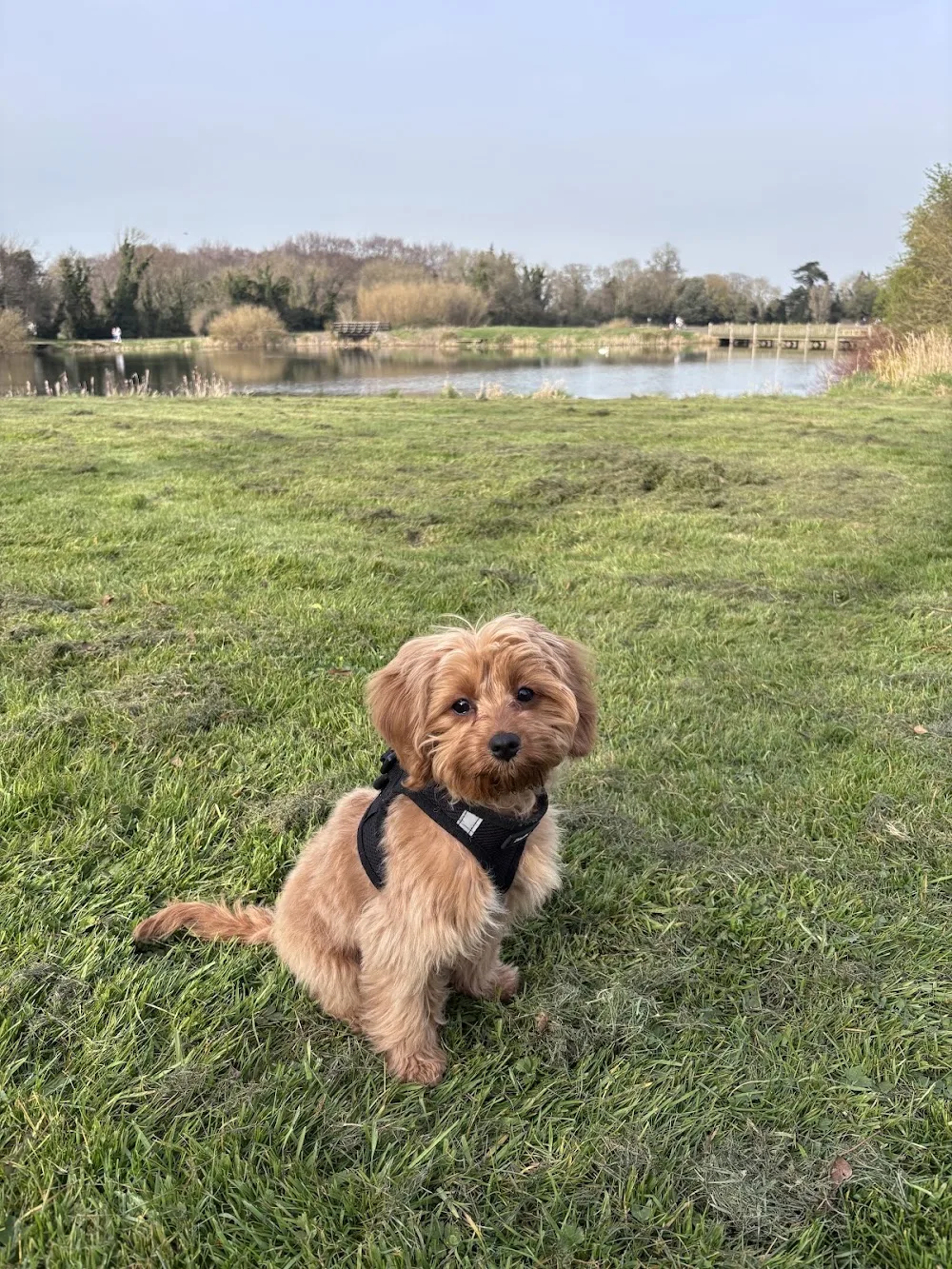 Heather View Kennels - Connacht pet otel görseli 2