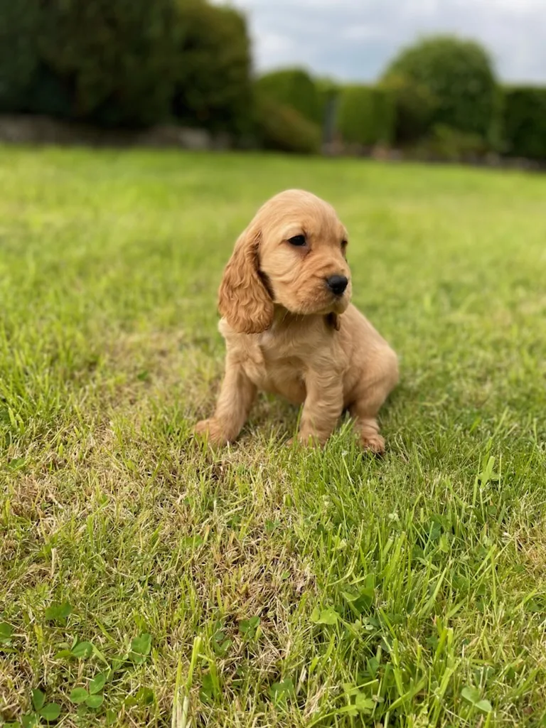 Heather View Kennels - Connacht pet otel görseli 3