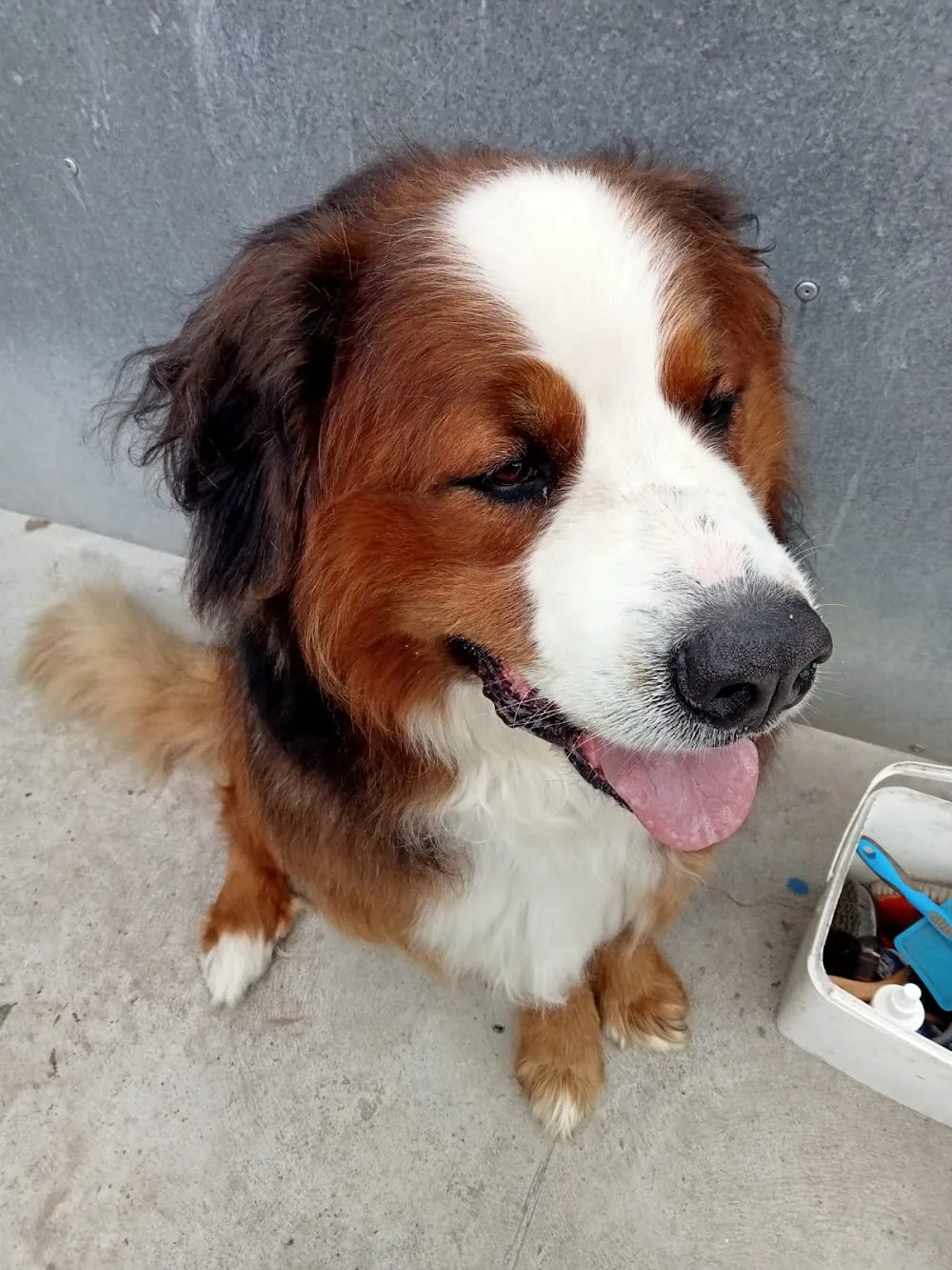 Killucan Kennels - Connacht pet otel görseli 2