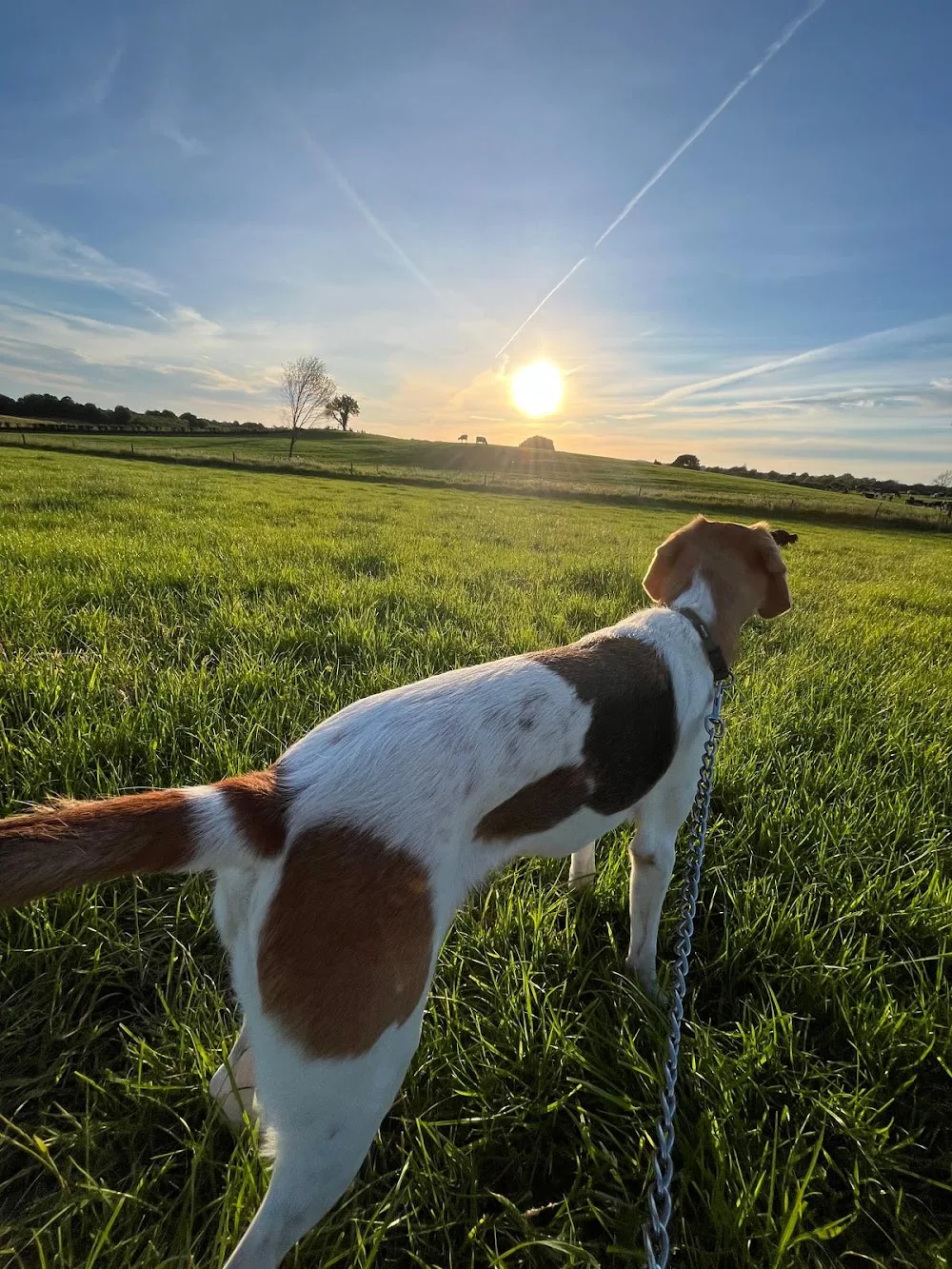 Killucan Kennels - Connacht pet otel görseli 3
