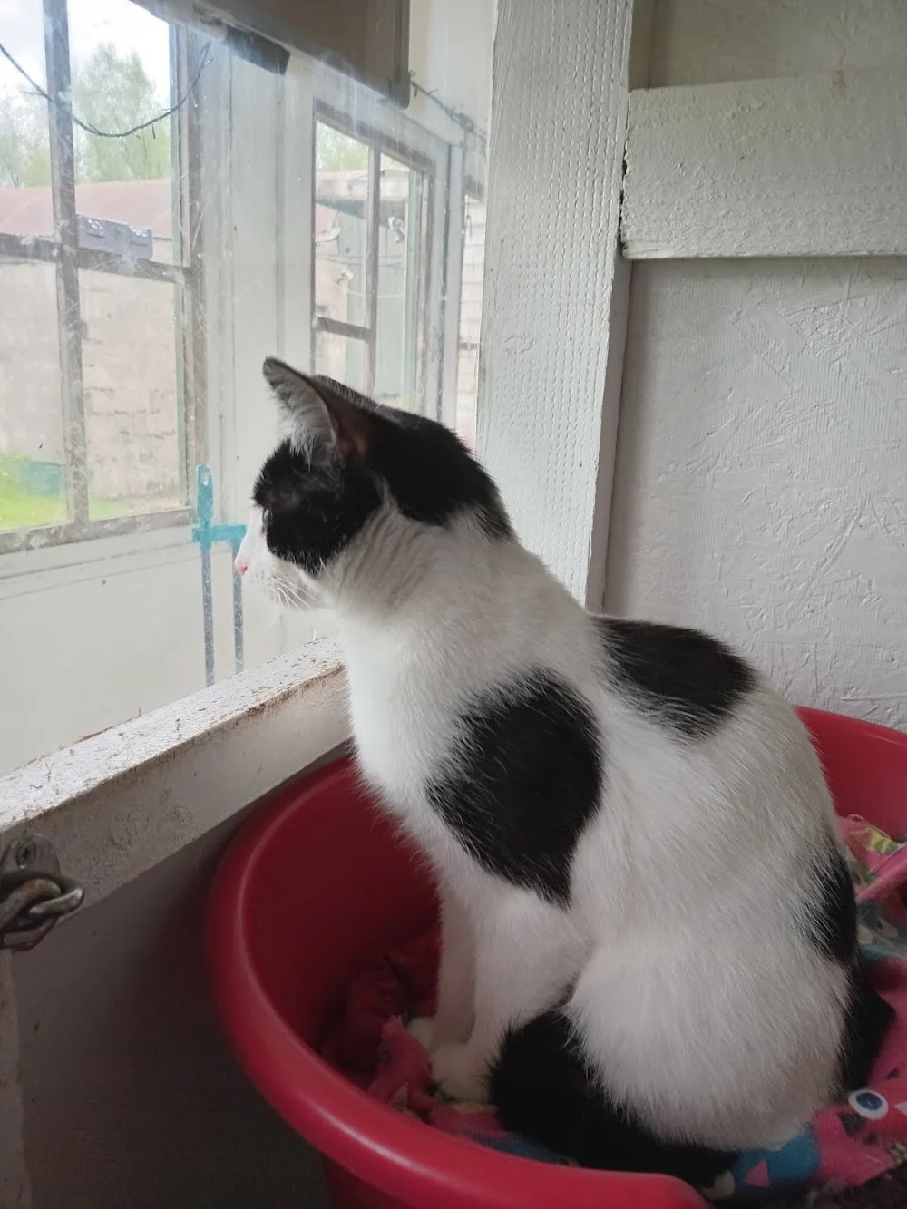 Kitty Cottage Cattery - Connacht pet otel görseli 2