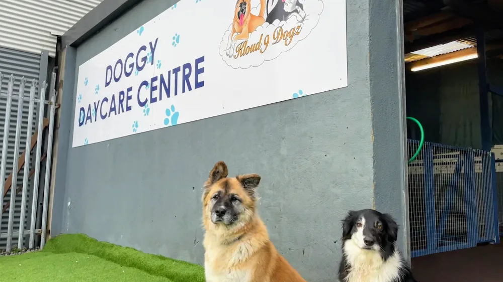 Kloud 9 Dogz - Connacht pet otel görseli 2