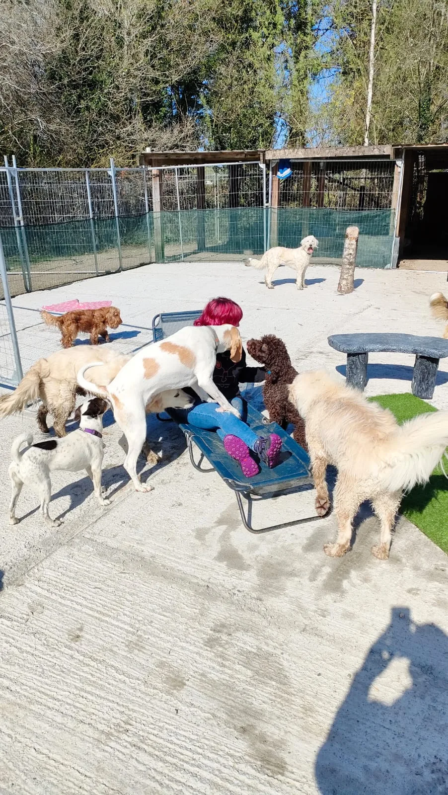 Lough Bo Boarding Kennels - Connacht pet otel