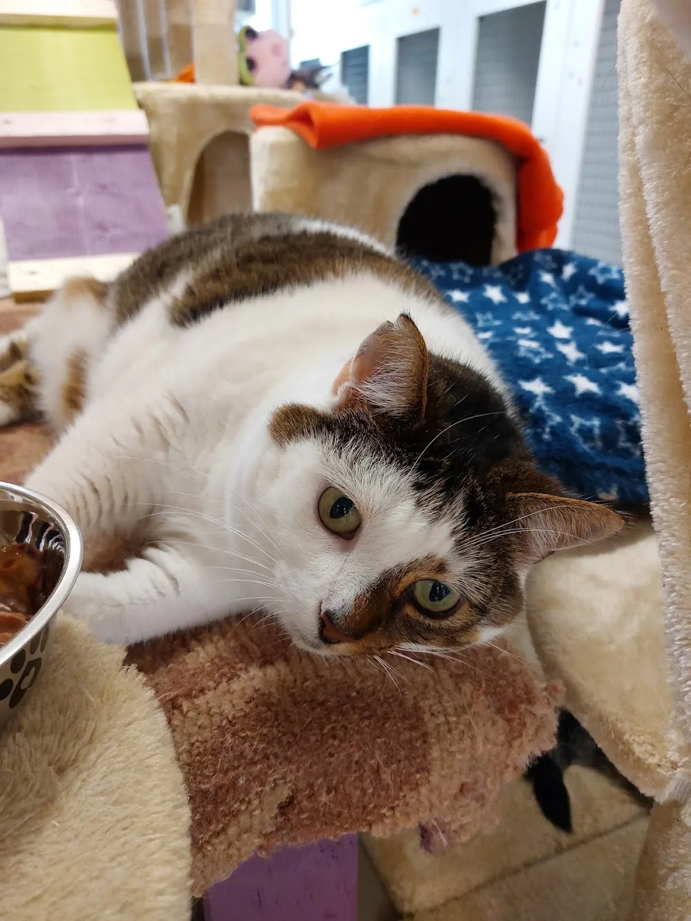 Lough Gara Cat Hotel - Connacht pet otel görseli 3
