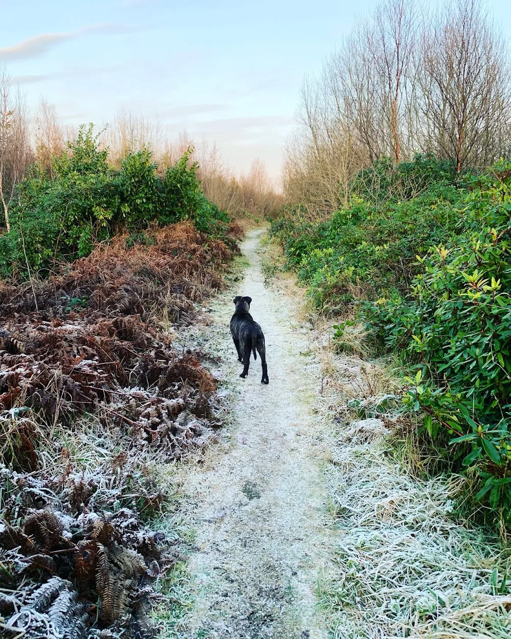 Lynset Boarding Kennels, Cattery & Grooming Service - Connacht pet otel görseli 3