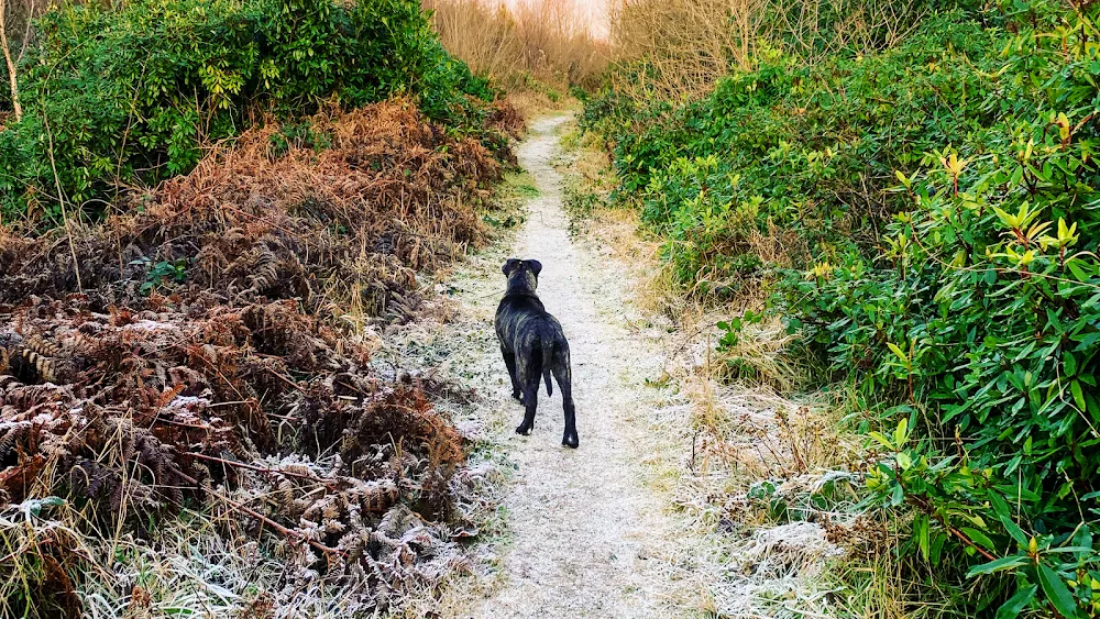 Lynset Boarding Kennels, Cattery & Grooming Service - Connacht pet otel görseli 10