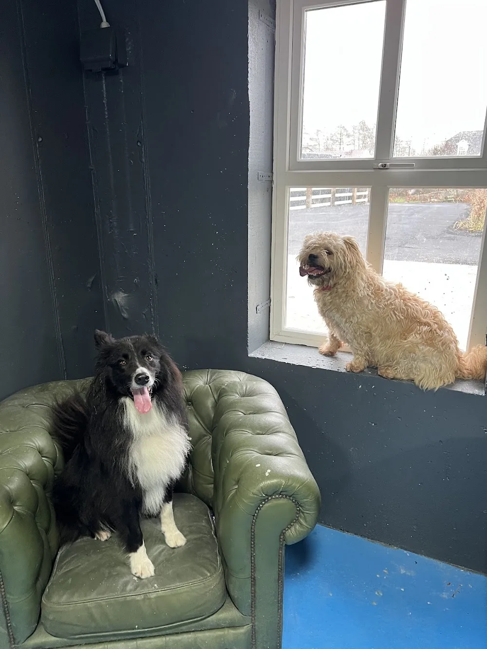 McNamadra Boarding Kennels - Connacht pet otel görseli 6