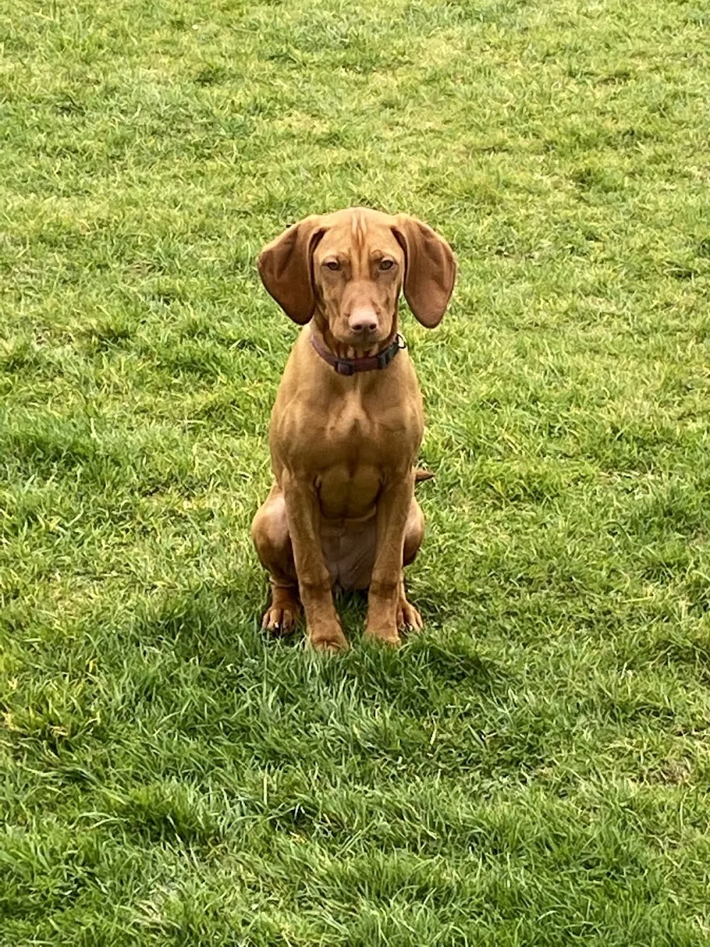 Owenwee Boarding Kennels - Connacht pet otel görseli 6