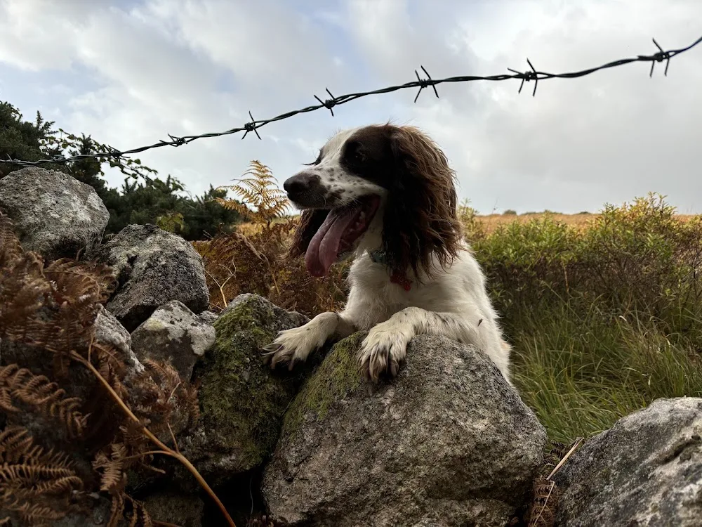 Patch’s Kennels - Connacht pet otel görseli 11