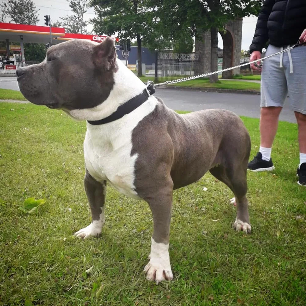 Phantom Bully Kennels - Connacht pet otel
