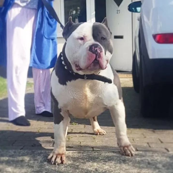 Phantom Bully Kennels - Connacht pet otel görseli 7