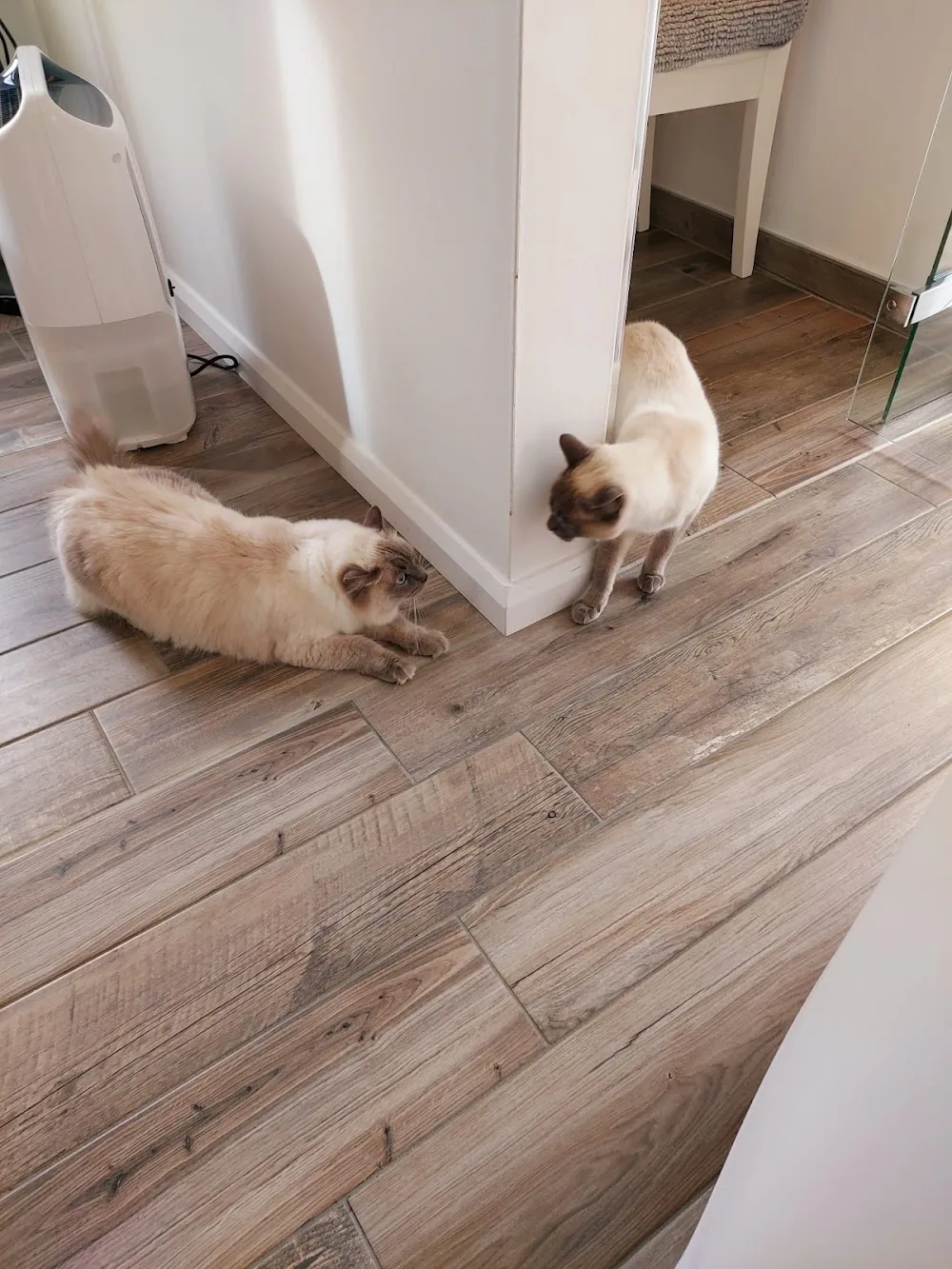 Pinewood Cat Lodge - Connacht pet otel görseli 14
