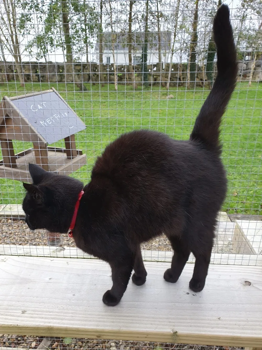 Pinewood Cat Lodge - Connacht pet otel görseli 7