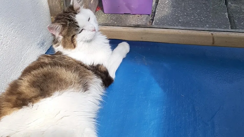 Purr-fections Boarding Cattery - Connacht pet otel görseli 2