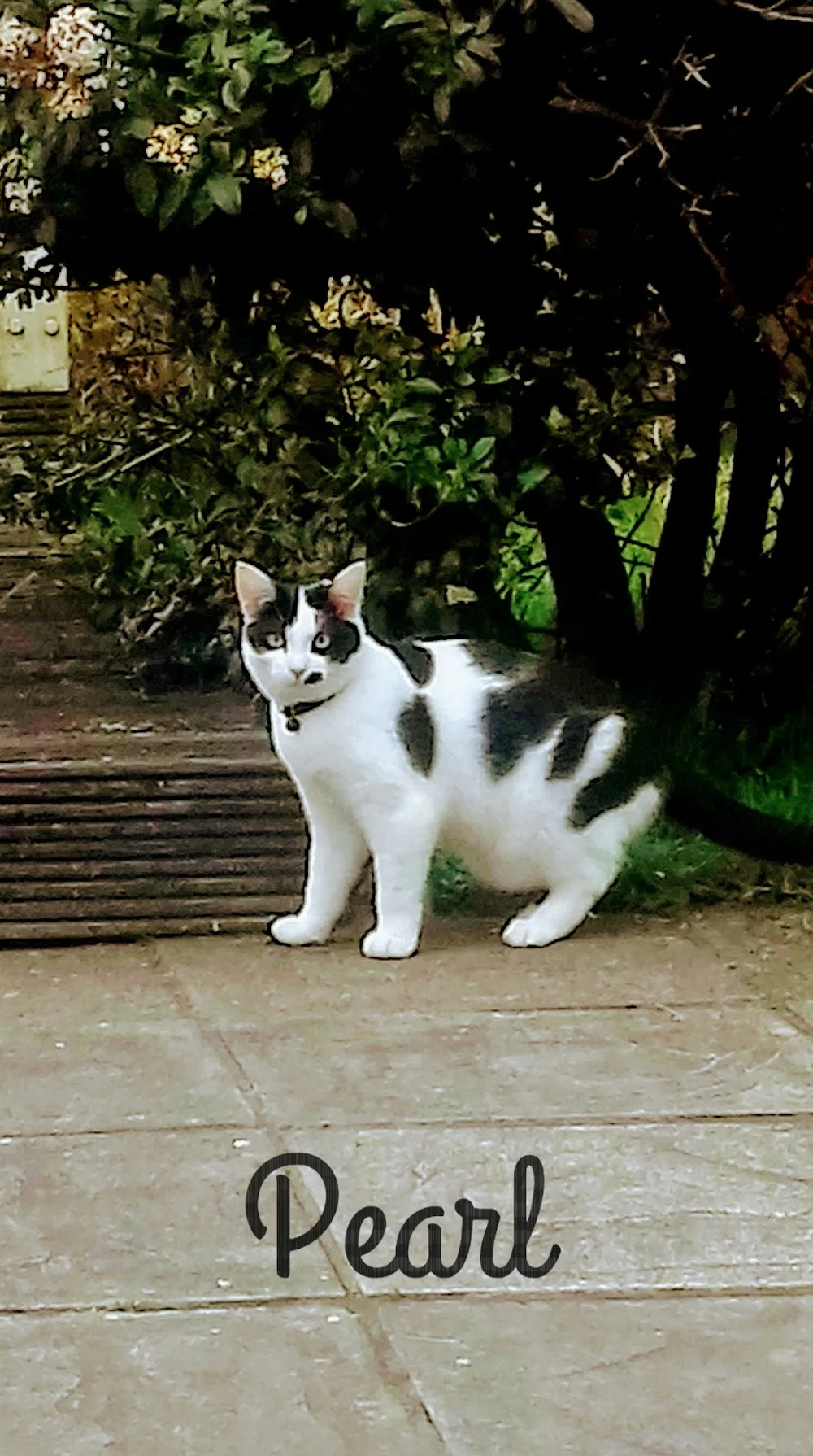 Purr-fections Boarding Cattery - Connacht pet otel görseli 3