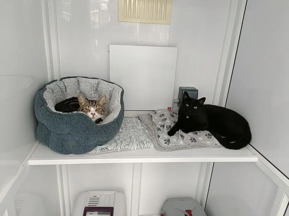 Snuggle Inn Cattery and Professional Cat Grooming Galway - Connacht pet otel görseli 6