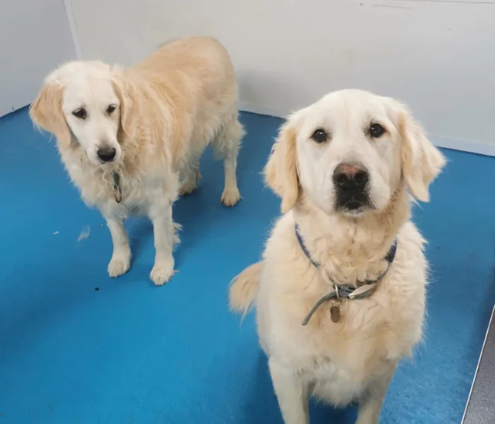 Tara House Dog and Cat Boarding - Connacht pet otel görseli 3