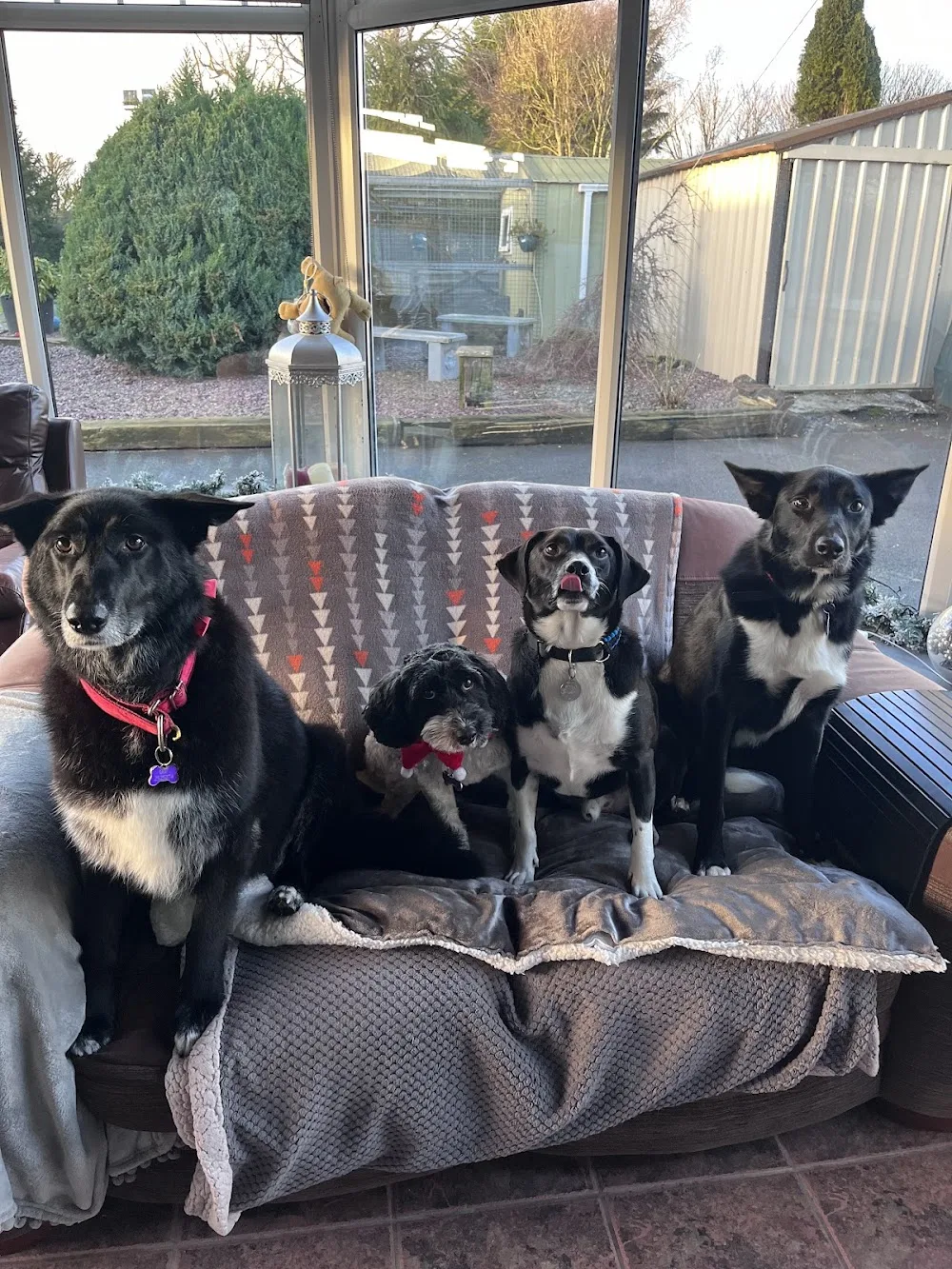 Teil Carraig Boarding Kennels - Connacht pet otel görseli 6