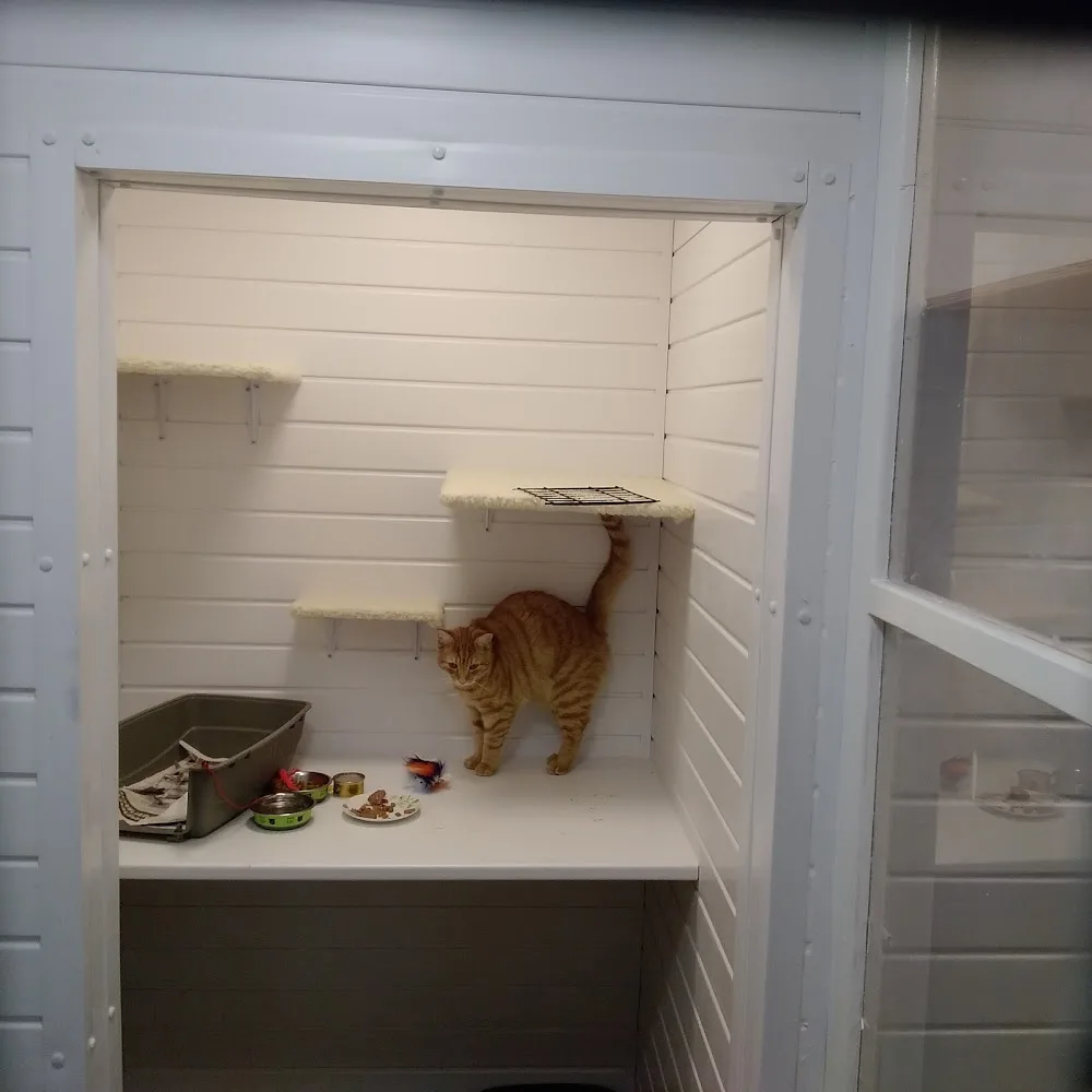 The Scratching Post Cattery - Connacht pet otel görseli 2