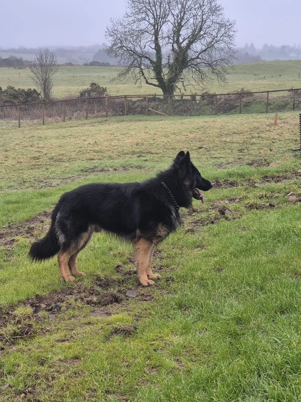 Wagfield Kennels - Connacht pet otel görseli 3