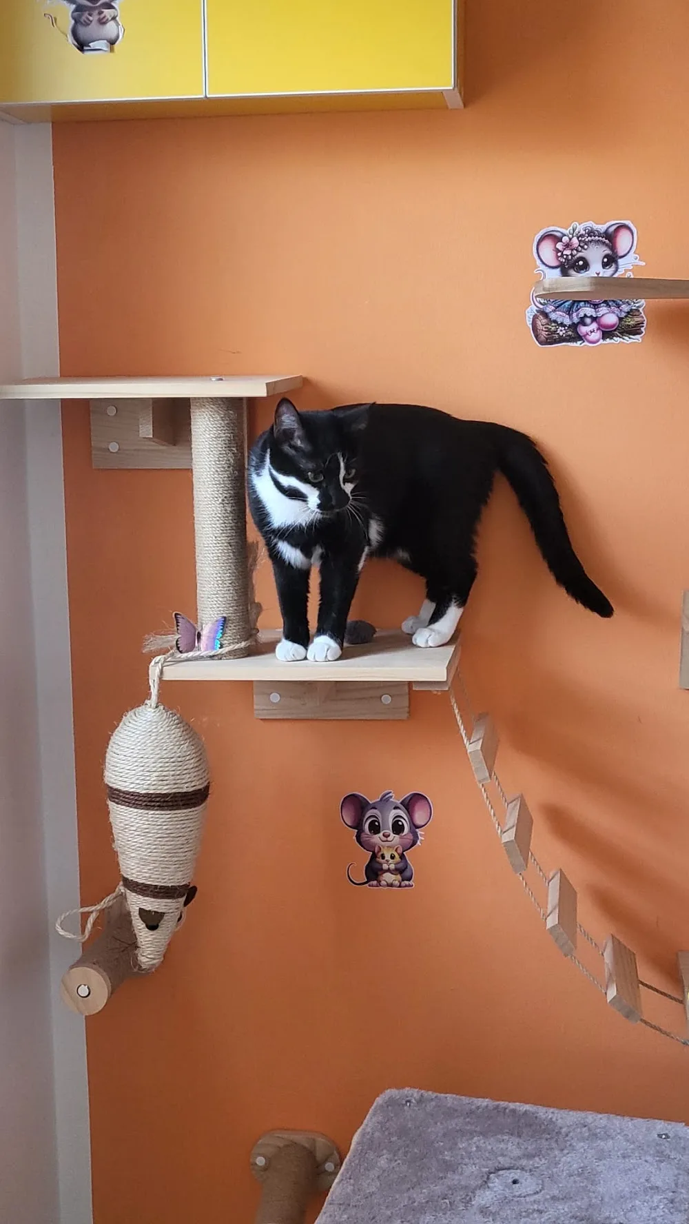 MIAU HOTEL pentru pisici - Constanța pet otel