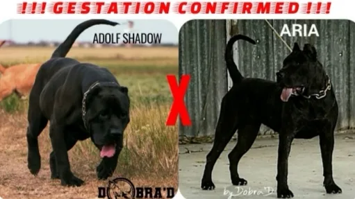 Presa Canario Dobra'D Kennel - puppy reservation - Constanța pet otel
