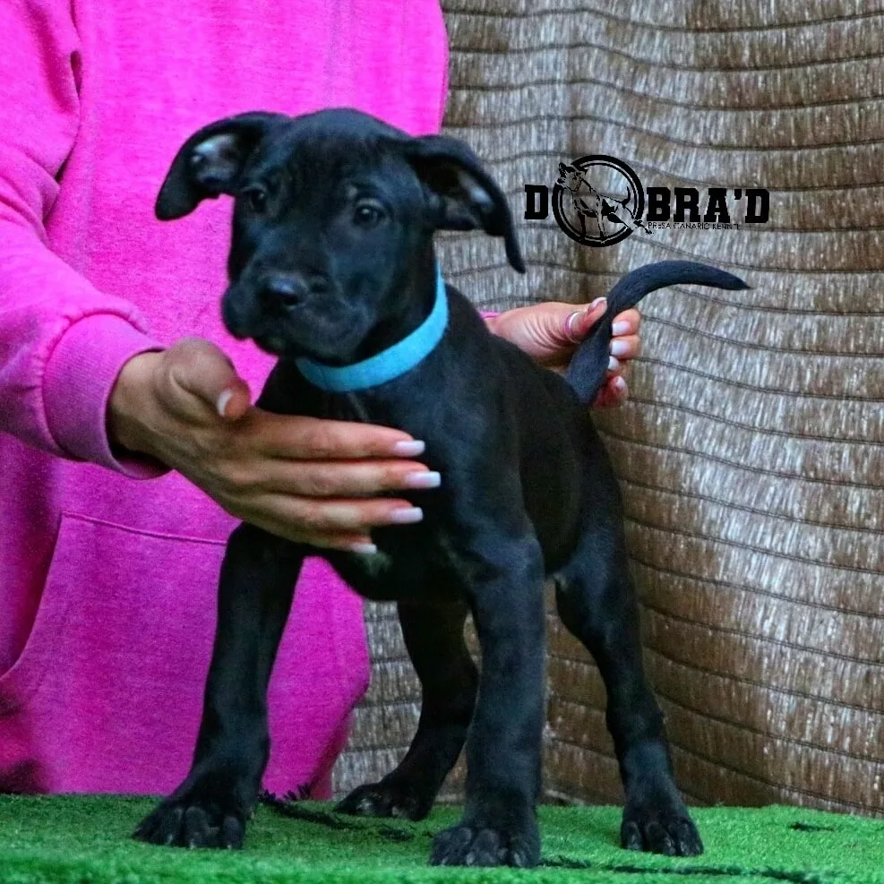 Presa Canario Dobra'D Kennel - puppy reservation - Constanța pet otel görseli 3